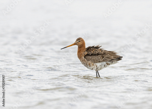 Black-tailed gotwit , limosa limosa, standing in shalow water , close up and side view photo