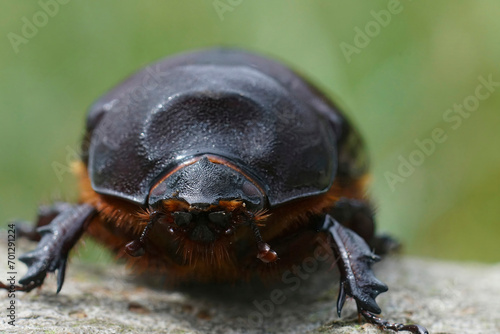 Facial closeup on a female of the rare European rhinoceros beetle, Oryctes nasicornis