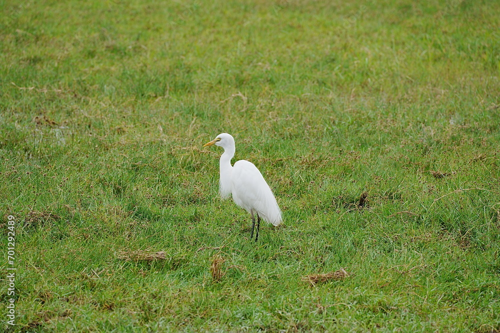 Yellow-billed egret on African savanna at Amboseli National Park in Kenya Yellow-billed egret on African savanna at Amboseli National Park in Kenya