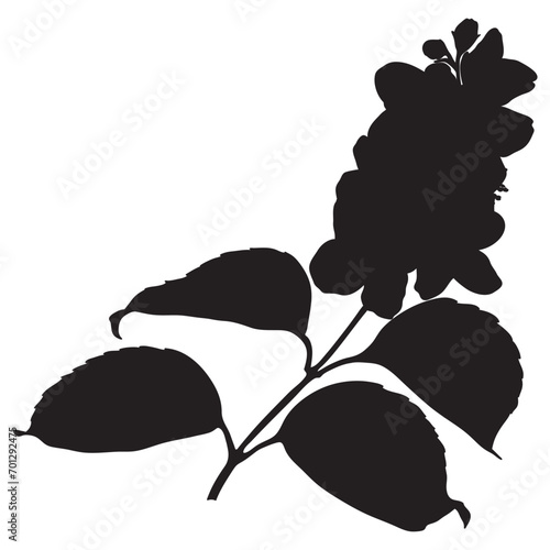 Blooming Philadelphus virginal, jasmine flower twig silhouette, vector
