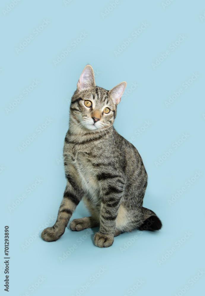 Funny portrait tabby cat sitting and looking with surprised face. Isolated on blue pastel background
