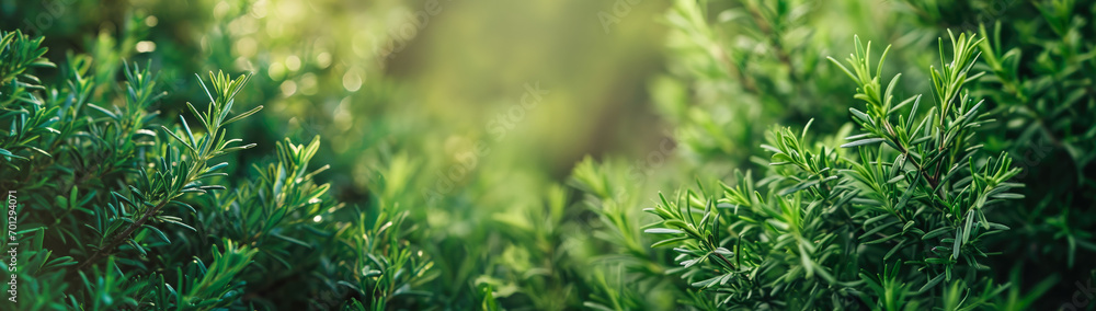 Detail of fresh rosemary herb. Rosemary herb garden, macro view background. - obrazy, fototapety, plakaty 