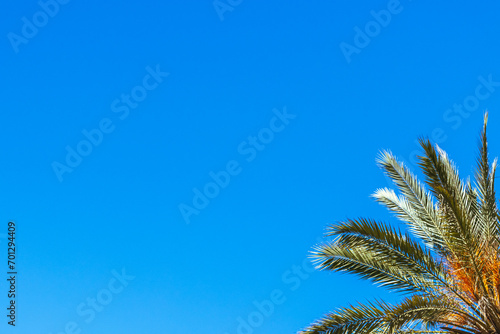 palm tree isolated on blue sky background.beautiful summer landscape with place for inscriptio