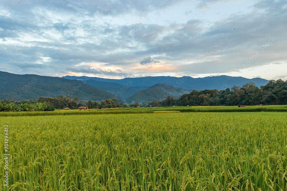 Beautiful yellow and green paddy rice field and mountain natural landscape background in Thailand.