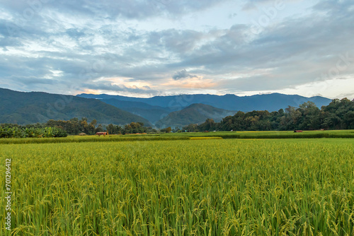 Beautiful yellow and green paddy rice field and mountain natural landscape background in Thailand. © Chalearmrat