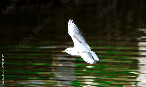 seagulls in flight