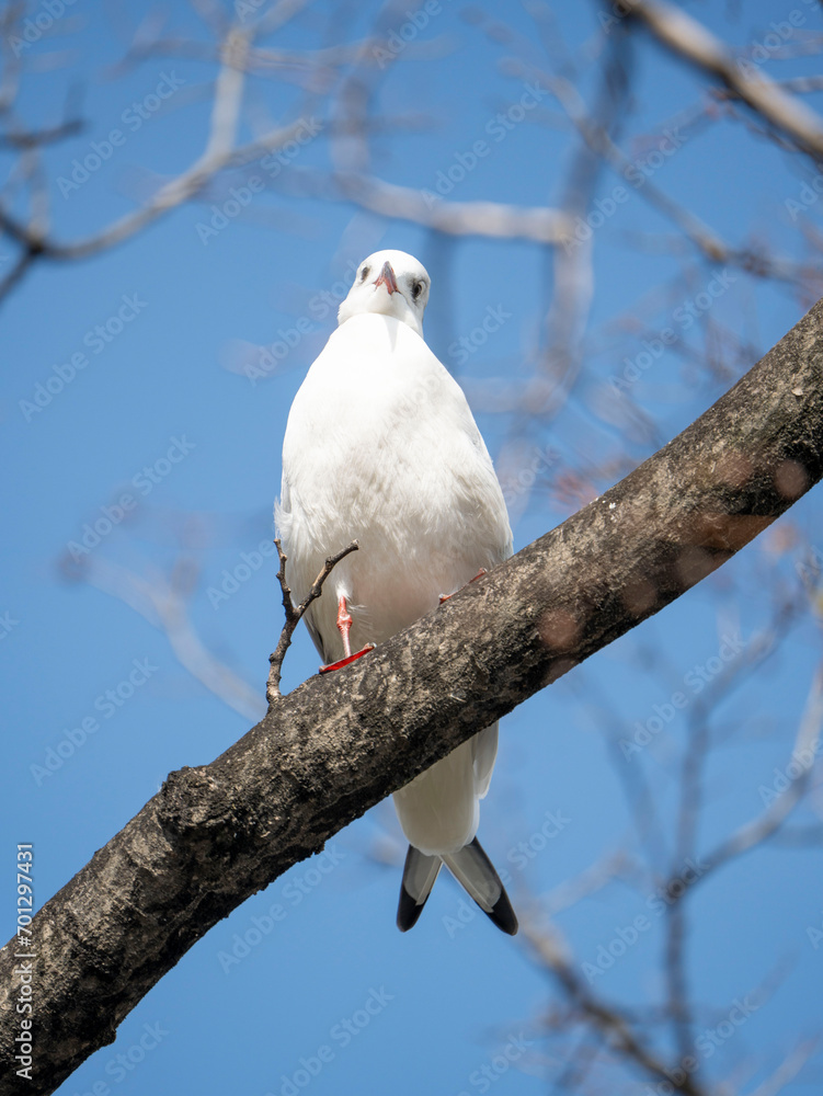 white seagull on a branch