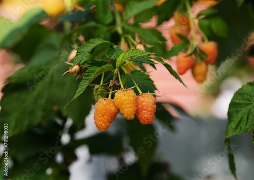 Raspberry plant with ripe yellow raspberries on it. Close-up.