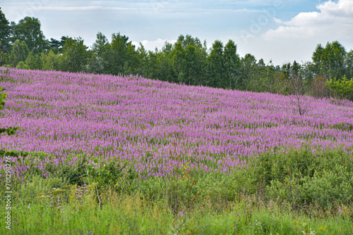 Field of pink flowers. Herb 