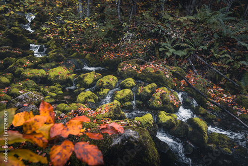 Moos am Fluss photo