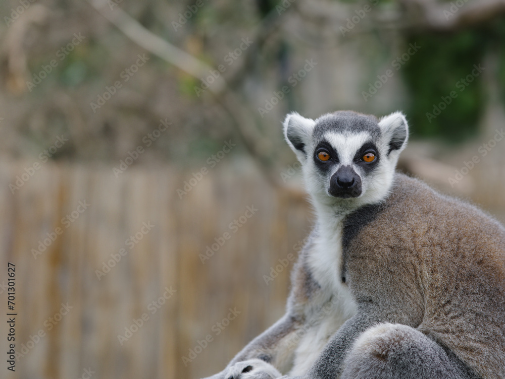 Obraz premium portrait lemur on a blurred background