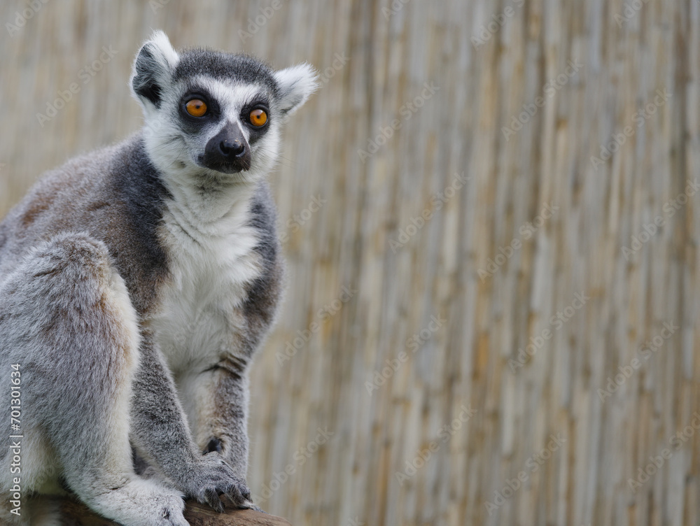 Obraz premium portrait lemur on a blurred background