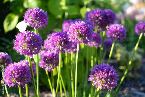 Blooming Allium  Allium giganteum  in the garden