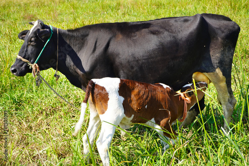 A close up of a healthy Beautiful  black cow nursing her calf. Cute cow baby is sucking milk from the mother. Calf drinking milk cow mom background image.