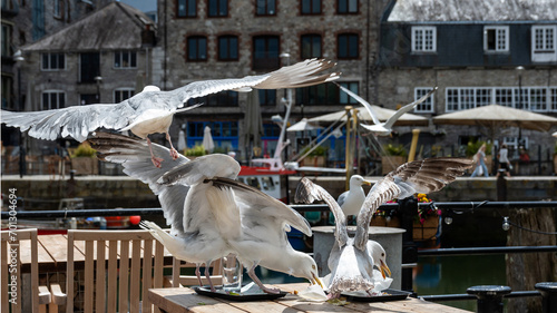 Seagull eating leftover food at seaside cafe