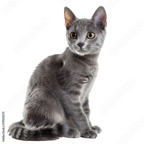 gray cat sitting, isolated without background © B-Ast-BRT