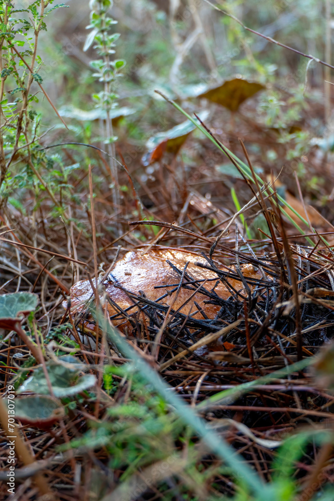 boletus mushrooms under dry pine needles close-up boletus mushrooms under dry pine needles close-up