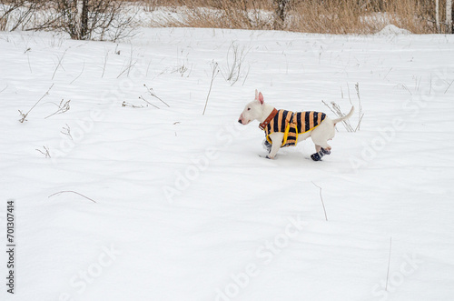 White mini bull terrier in boots running in the snow.