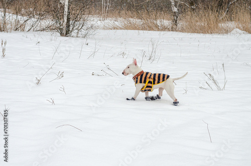 White mini bull terrier in boots running in the snow.