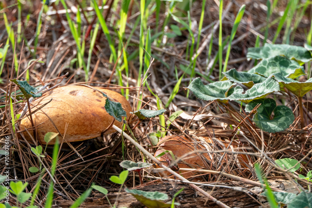 boletus mushrooms under dry pine needles close-up boletus mushrooms under dry pine needles close-up