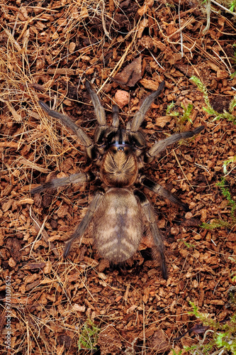 Funnel-web trapdoor spider // Braune Falltürspinne (Acanthogonatus francki) - Chile photo