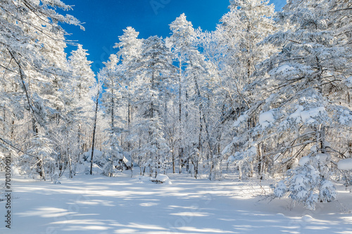 Lao Rik soft rime and snow landscape, northwest of Zhenbong Mountain, at the junction of Helong city and Antu County, Yanbian Korean Autonomous Prefecture, Jilin Province, China photo