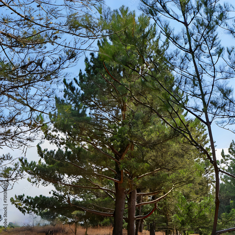 Obraz premium tree pine: Tree Against a Blue Sky