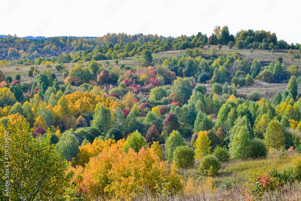 Autumn landscape. Forest of deciduous trees in autumn on a sunny day.