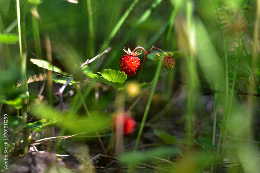 Wild berry Strawberry. Grows in the forest. Close-up. Wild berry Strawberry. Grows in the forest. Close-up.