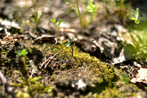 A small mushroom grows on moss. Close-up.
