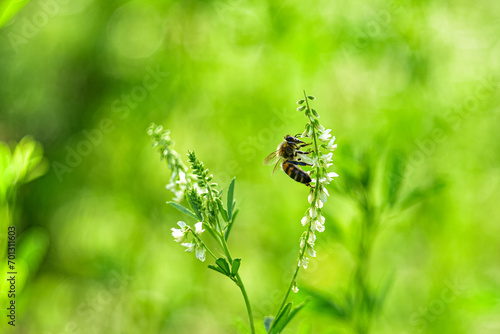 A bee collects nectar from clover. Close-up. © Renovacio