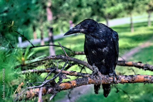 A black rook chick sits on a tree branch...