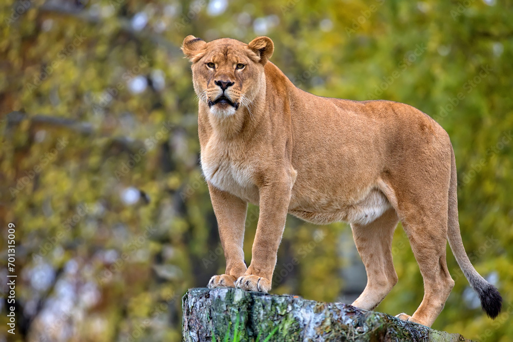 Obraz premium Lioness in a clearing 