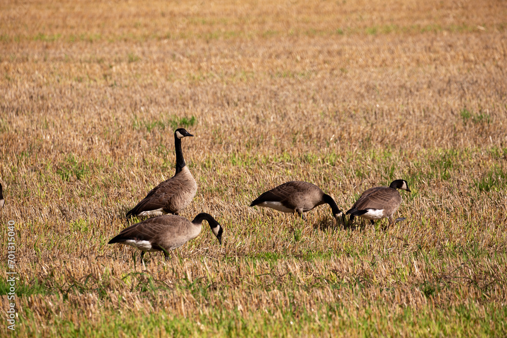 Wildgänse und Wildenten auf einem Acker in der Samtgemeinde Lathen, Landkreis Emsland, Niedersachsen Deutschland, auf Nahrungssuche im Juli 2023 Wildgänse und Wildenten auf einem Acker in der Samtgemeinde Lathen, Landkreis Emsland, Niedersachsen Deutschland, auf Nahrungssuche im Juli 2023