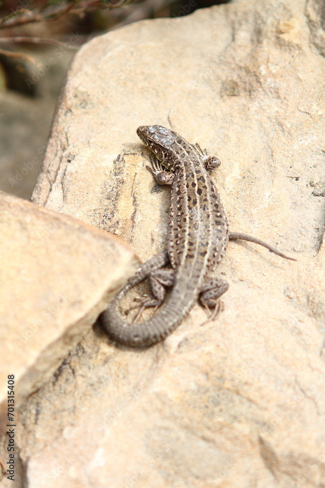 Lizard Lizard