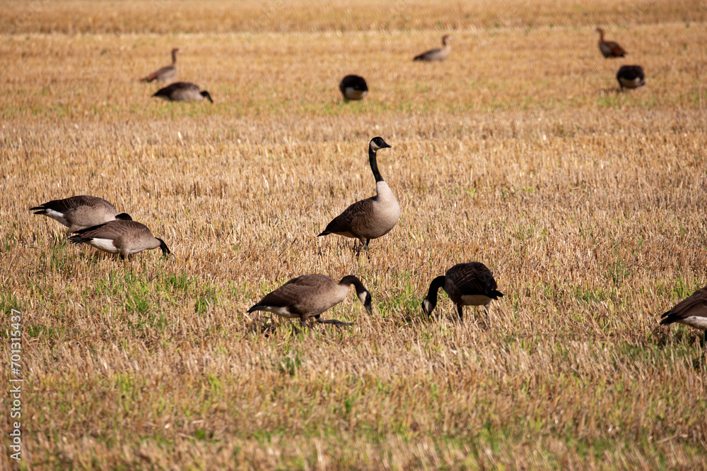 Wildgänse und Wildenten auf einem Acker in der Samtgemeinde Lathen, Landkreis Emsland, Niedersachsen Deutschland, auf Nahrungssuche im Juli 2023 Wildgänse und Wildenten auf einem Acker in der Samtgemeinde Lathen, Landkreis Emsland, Niedersachsen Deutschland, auf Nahrungssuche im Juli 2023