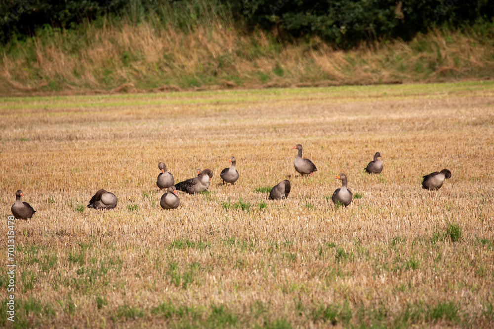 Wildgänse und Wildenten auf einem Acker in der Samtgemeinde Lathen, Landkreis Emsland, Niedersachsen Deutschland, auf Nahrungssuche im Juli 2023 Wildgänse und Wildenten auf einem Acker in der Samtgemeinde Lathen, Landkreis Emsland, Niedersachsen Deutschland, auf Nahrungssuche im Juli 2023