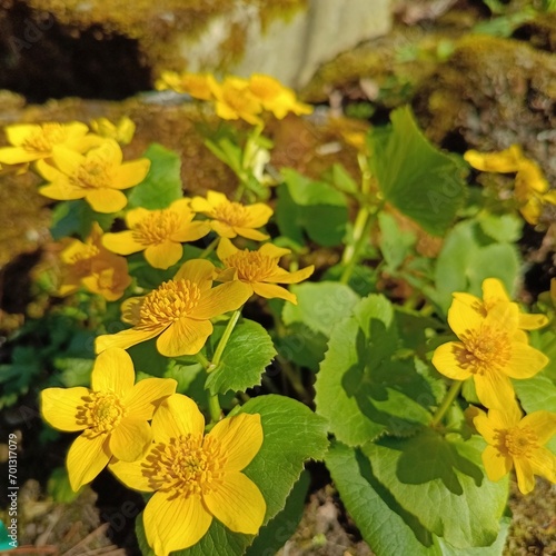 A herbaceous perennial marsh plant with bright yellow flowers. Blooming Caltha palustris in the summer garden. Nature wallpaper. © Helen