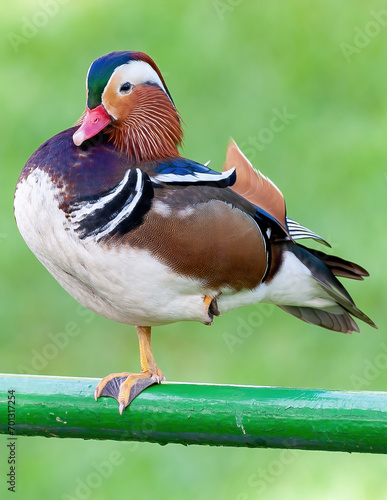 Mandarin Duck