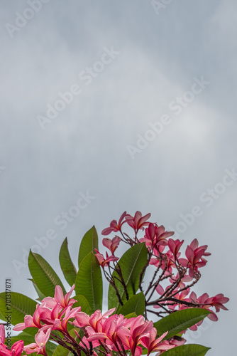 The pink color of plumeria or frangipani, a pink frangipani flower isolated on white background with copy space