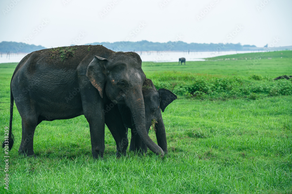 Asian Elephant Herd in Kaudulla National Park 