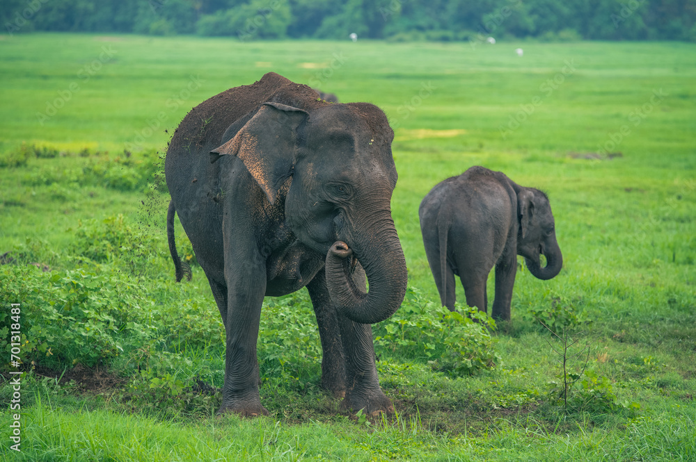 Two Asian Elephants on the Grass in Sri Lanka 