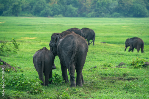 Asian Elephant Herd in Kaudulla National Park  © Chris