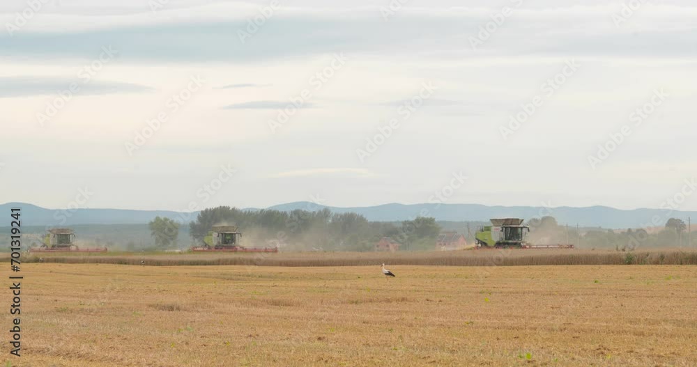 A combine harvester collects ripe wheat in the field of an agricultural farm. Work in the economy, harvesting with the use of modern equipment. A combine harvester collects ripe wheat in the field of an agricultural farm. Work in the economy, harvesting with the use of modern equipment.