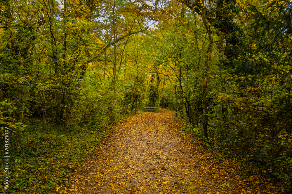 Naklejka premium Autumm the bright colors in the forest