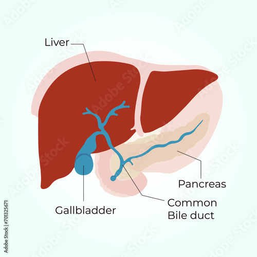 Gallbladder, liver, pancreas and common bile duct vector, illustration.