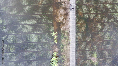 Fotografie Rice Planting Land in Indonesia