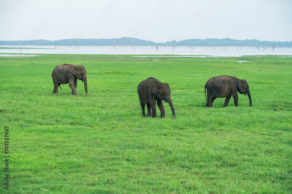 Asian Elephant Herd in Kaudulla National Park