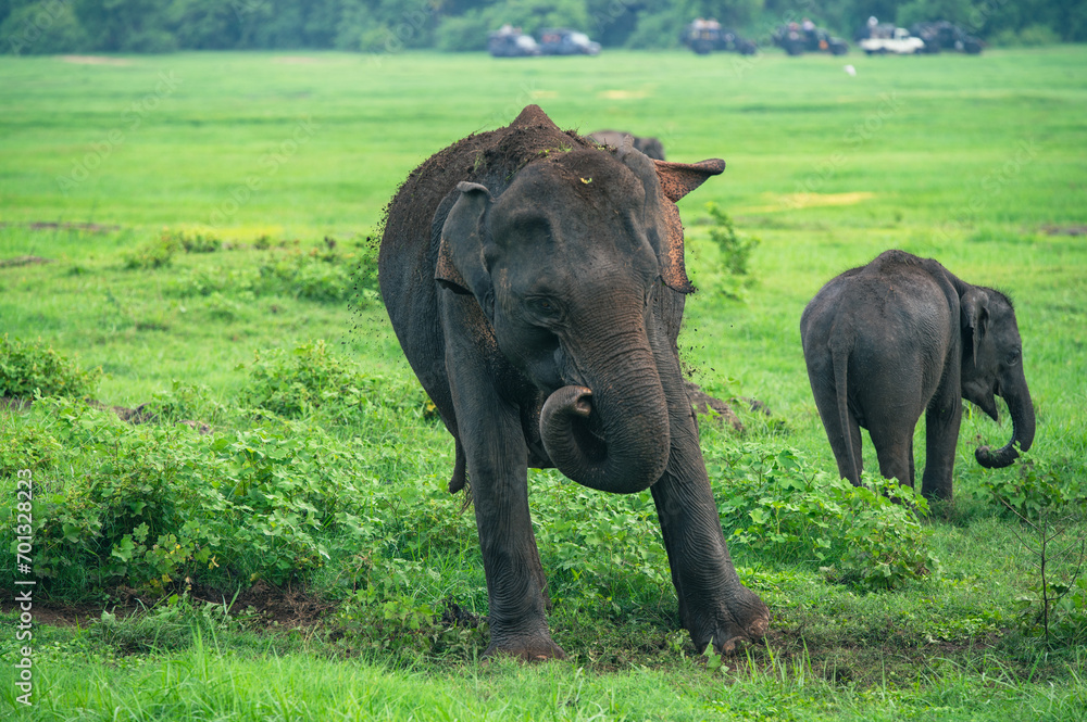 Fototapeta premium Asian Elephant Herd in Kaudulla National Park