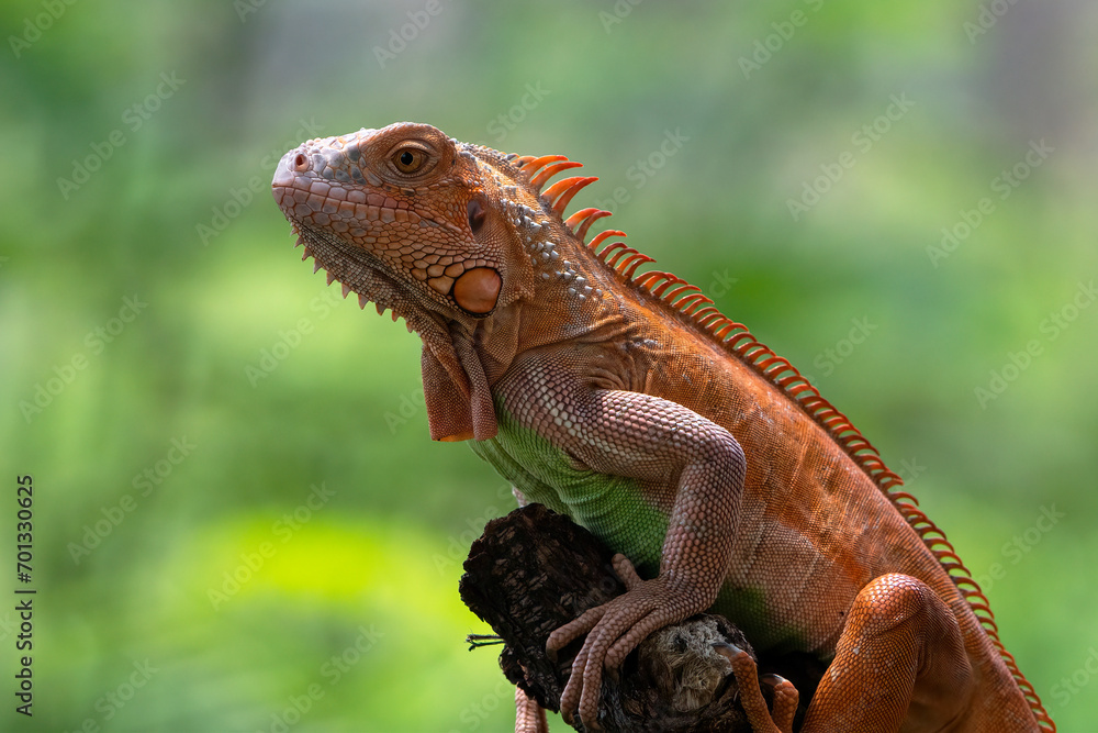 Obraz premium Close up photo of albino iguana